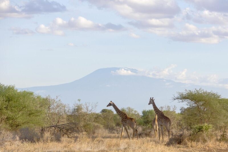 Giraffes on the plains in front of Mount Kilimanjaro