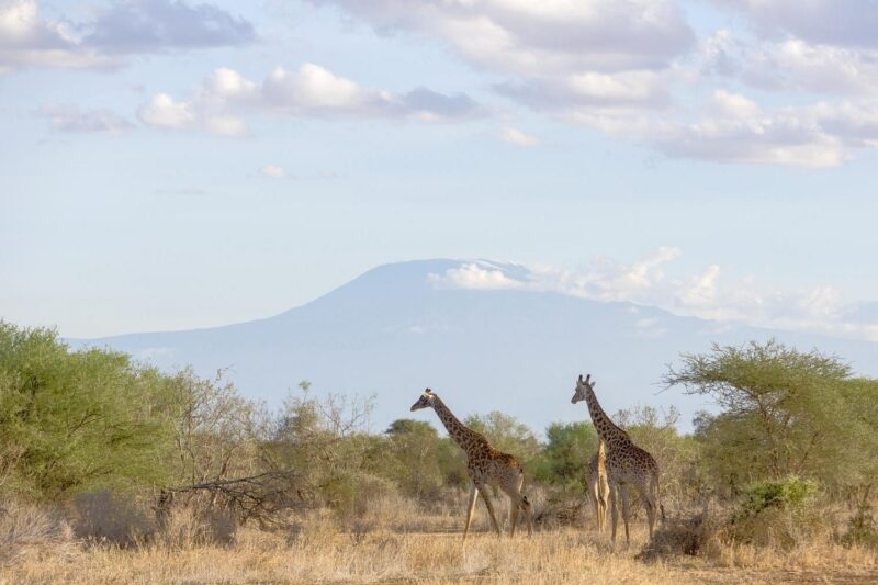Giraffes on the plains in front of Mount Kilimanjaro