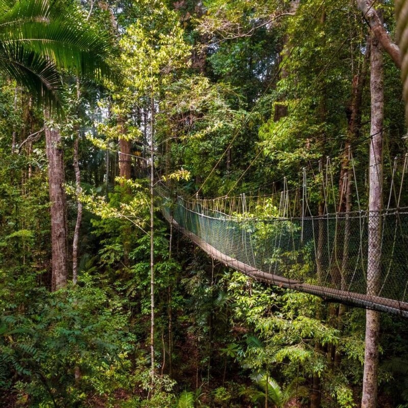 Suspension bridge through the forest in Taman Negara National Park