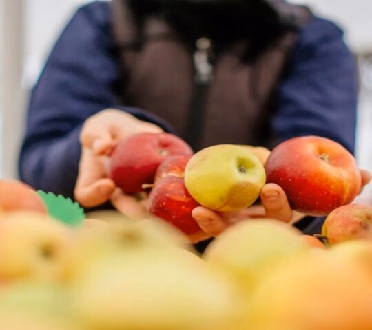 ljubljana market tour