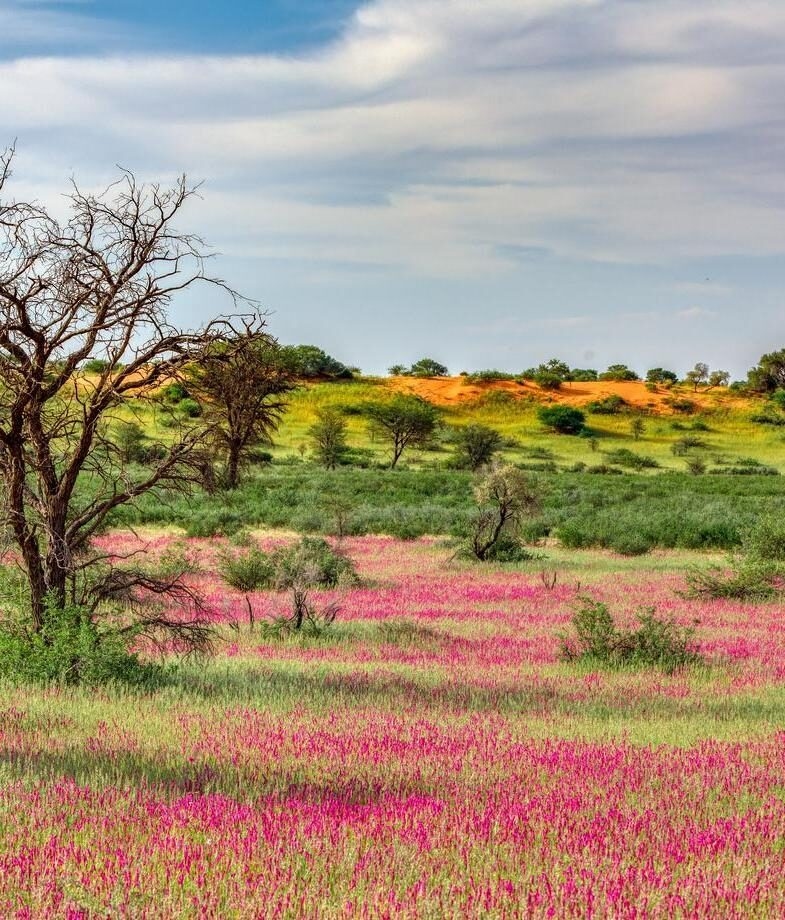 The spectacular wildebeest and zebra calving season in Tanzania and Botswana's Kalahari bursting with new colour after the summer rains.