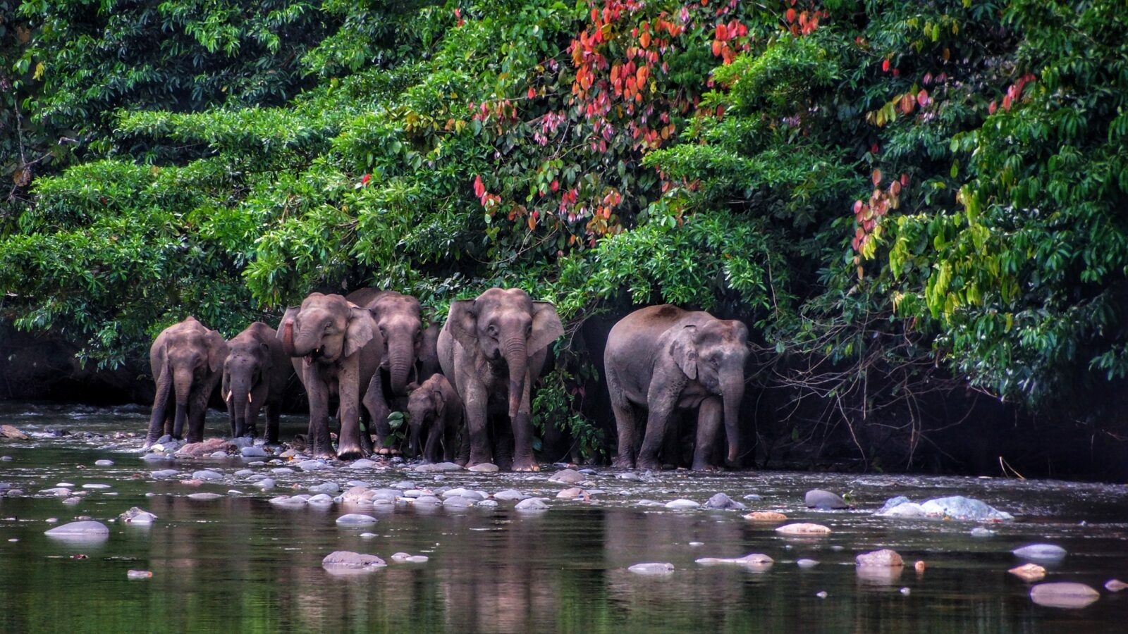 Borneo Pygmy Elephant seen in Danum Valley