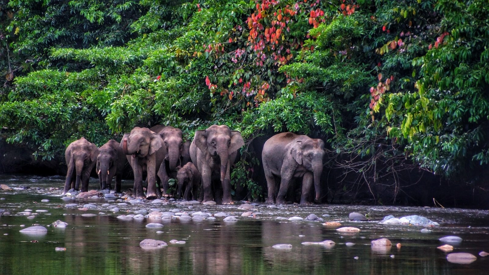 Borneo Pygmy Elephant seen in Danum Valley