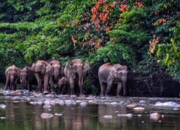 Borneo thumbnail