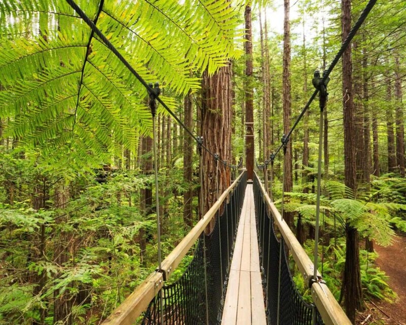 Treewalk through Forest of Tree Ferns and Giant Redwoods in Whakarewarewa Forest near Rotorua, New Zealand