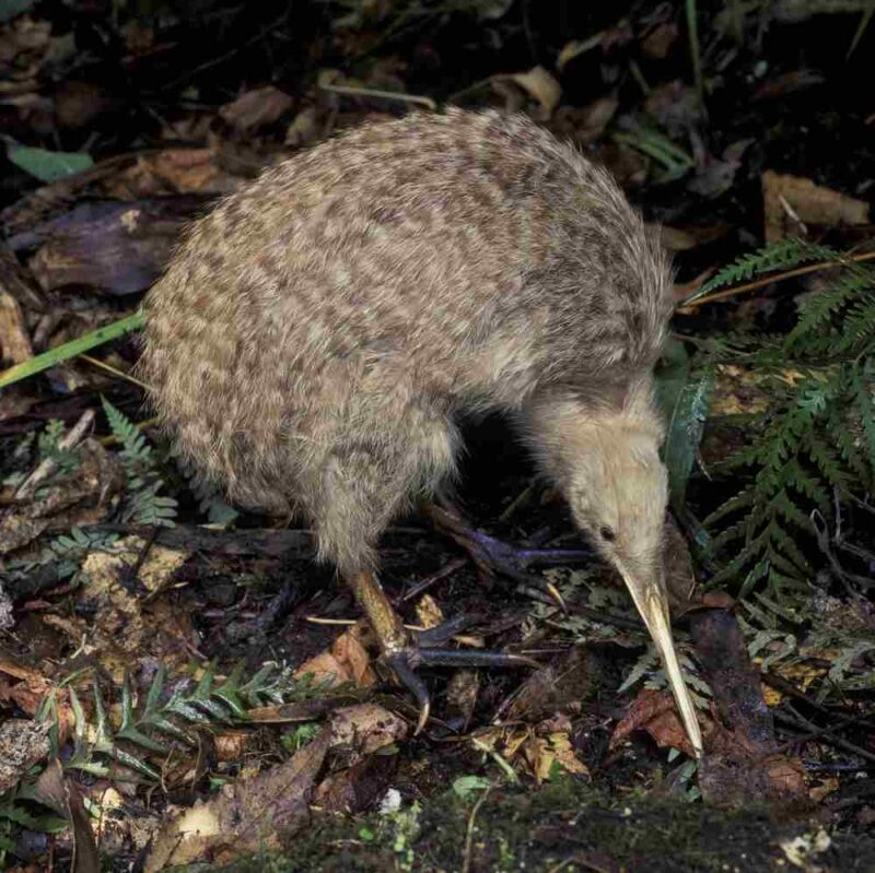 A kiwi bird in New Zealand
