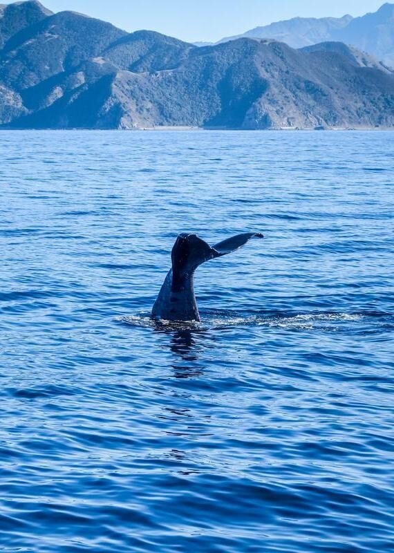 A whale's tail emerging from the water in New Zealand