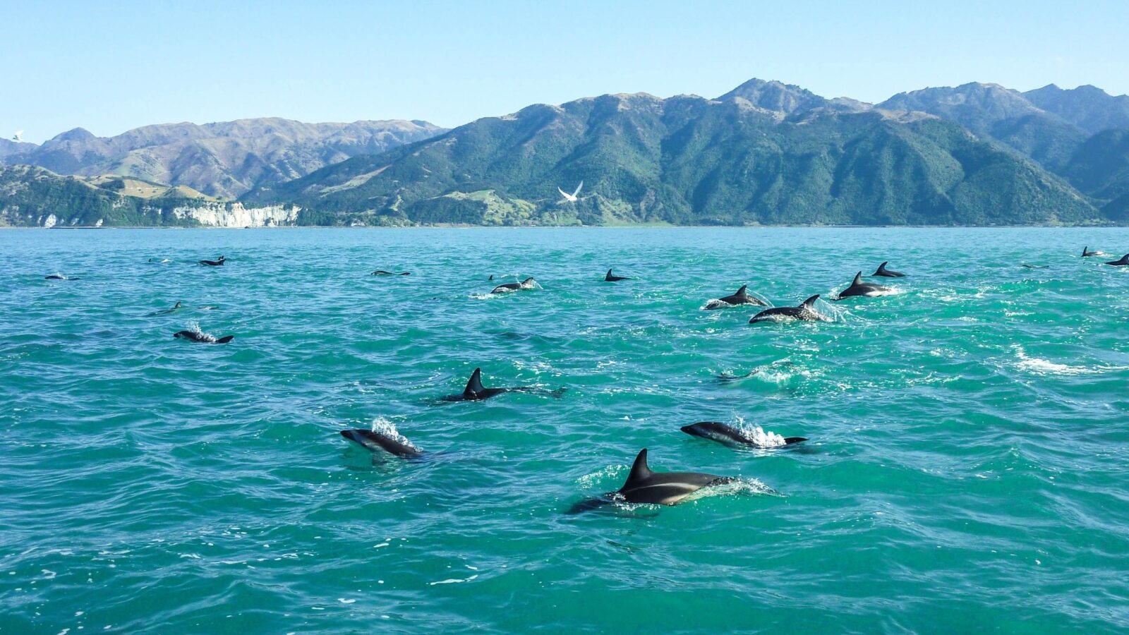Wild dolphins in the sea off New Zealand's South Island