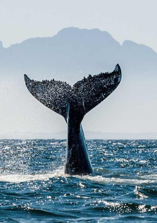 Enjoy bespoke tours for everything from whale watching to visiting Robben Island and the colourful houses of Bo-Kaap