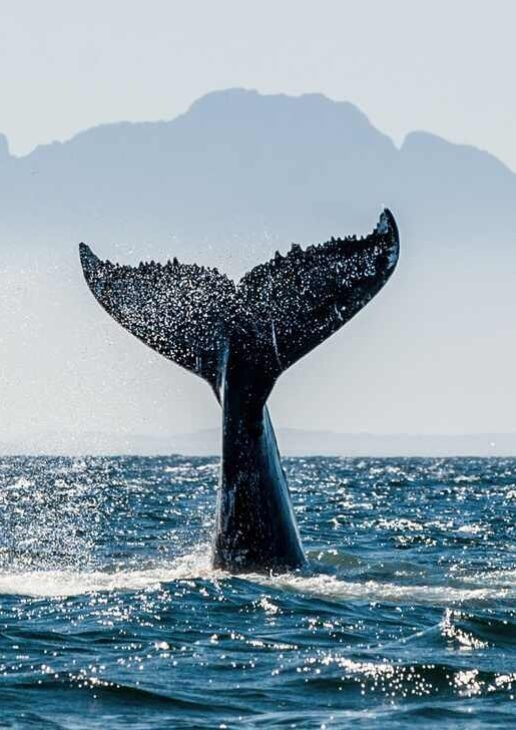 Enjoy bespoke tours for everything from whale watching to visiting Robben Island and the colourful houses of Bo-Kaap