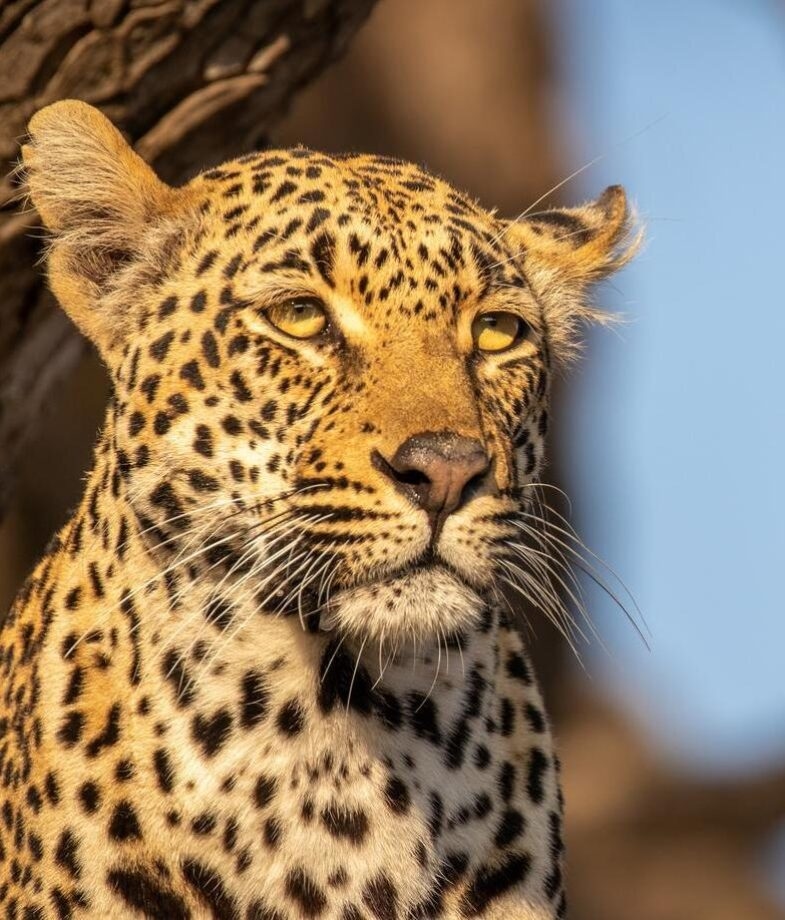 From leopards in Sabi Sands to penguins on Boulders Beach, South Africa has a variety of wildlife to discover