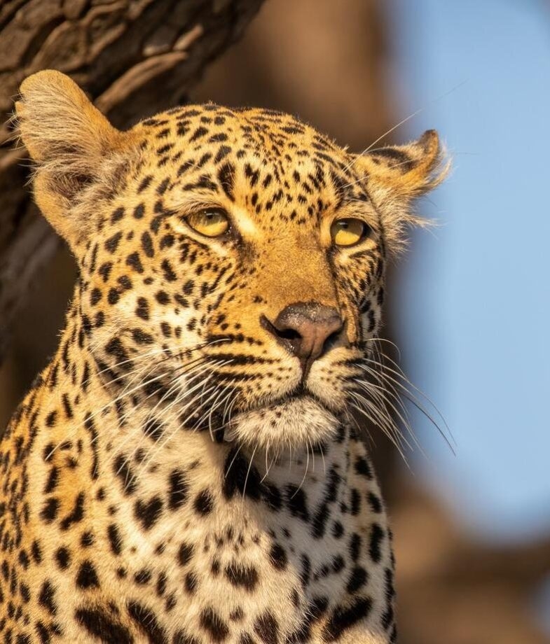 From leopards in Sabi Sands to penguins on Boulders Beach, South Africa has a variety of wildlife to discover