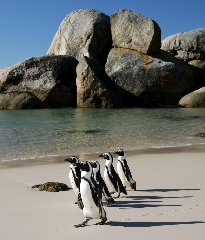 From leopards in Sabi Sands to penguins on Boulders Beach, South Africa has a variety of wildlife to discover
