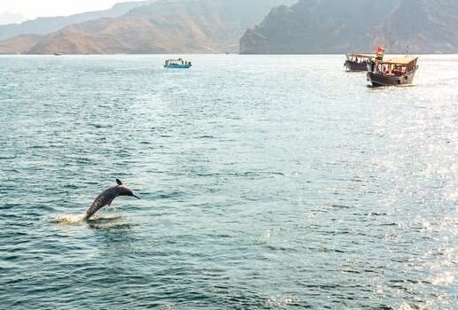 The aurora lighting up the sky over Rovaniemi in Finnish Lapland, a majestic elephant seen on a walking safari in Tanzania and dolphins leaping beside traditional dhows in Oman’s Gulf of Musandam.