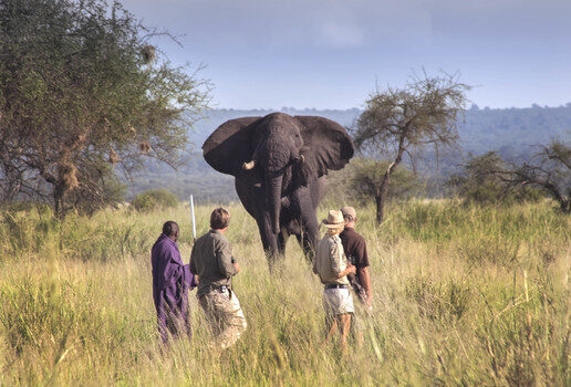 The aurora lighting up the sky over Rovaniemi in Finnish Lapland, a majestic elephant seen on a walking safari in Tanzania and dolphins leaping beside traditional dhows in Oman’s Gulf of Musandam.