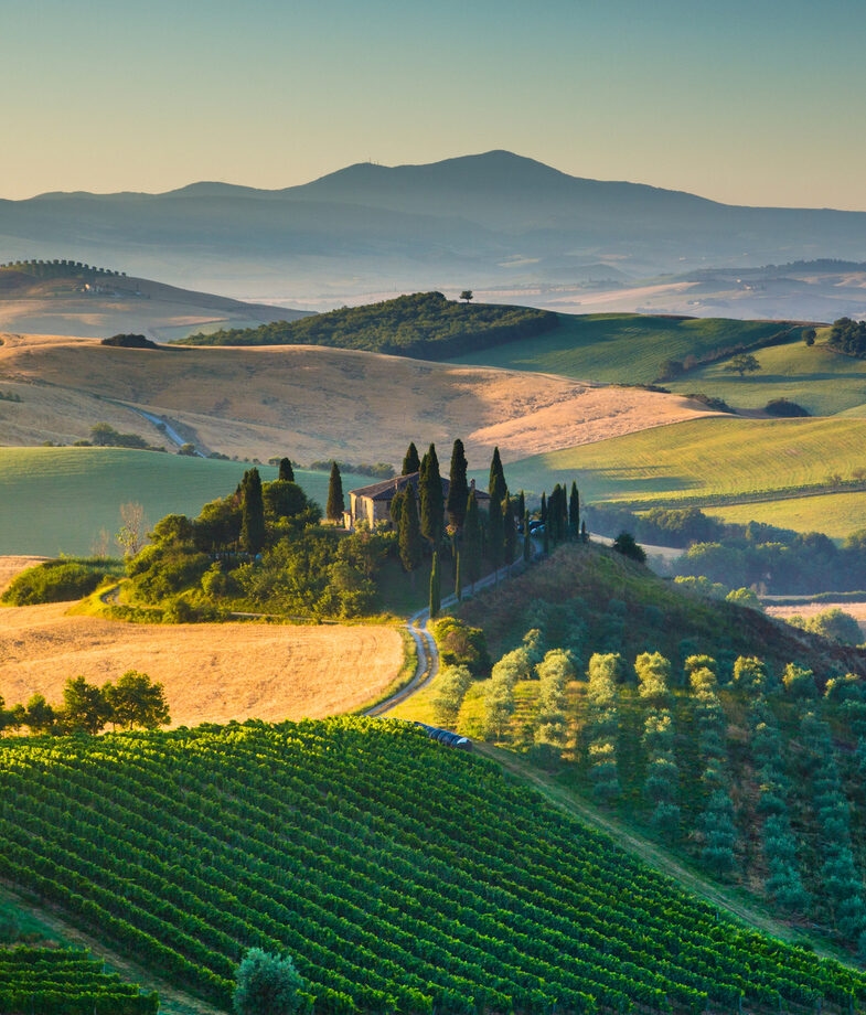 Sunlit vineyards and rolling hills in Tuscany’s Val d’Orcia valley and a Bornean orangutan carrying her baby through the lush rainforest of Borneo.