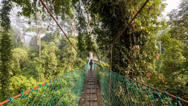 Suspension bridge at treetop canopy walkway in Danum Valley primary jungle Lahad Datu Sabah Borneo Malaysia