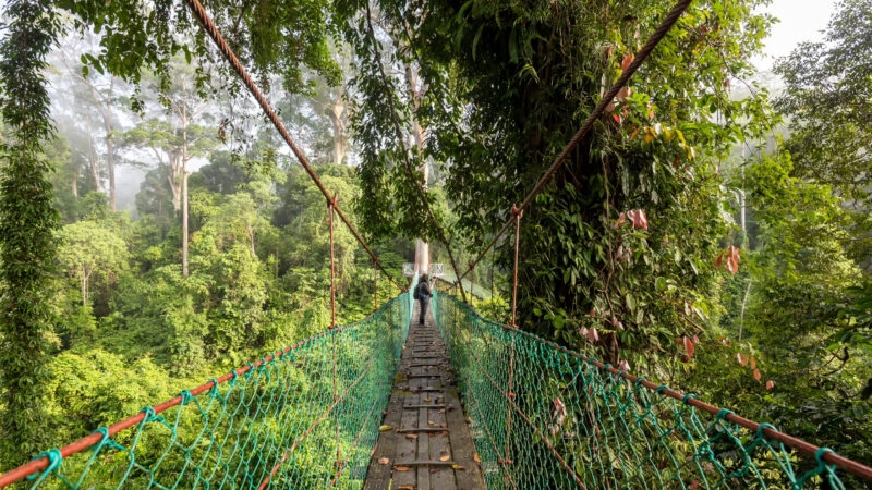 Suspension bridge at treetop canopy walkway in Danum Valley primary jungle Lahad Datu Sabah Borneo Malaysia
