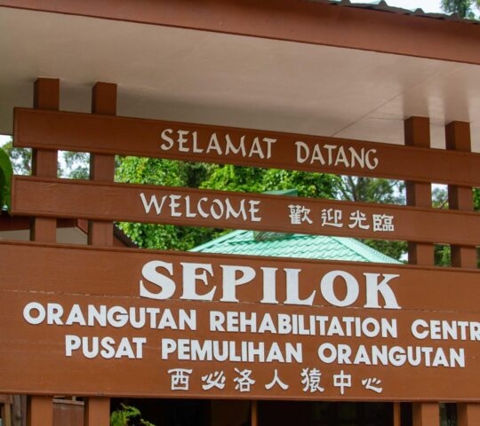 Sepilok Orangutan Rehabilitation Centre sign animal, borneo, conservation, forest, jungle, kabili sepilok forest reserve, malaysia, malaysian, natural habitat, orangutan, pongo pygmaeus, preservation, sabah, sepilok orangutan rehabilitation centre, sign, signage, sipilok, southeast asia, wild, wildlife Sepilok, Borneo, Malaysia : October 2, 2024 : Sign in front of the Sepilok Orangutan Rehabilitation Centre in Kabili-Sepilok Forest Reserve, Sabah, Borneo, Malaysia. Orangutan Rehabilitation Centre Sepilok