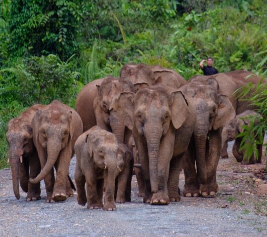 One of the Big Five Bornean Pigmy Elephant in Deramakot