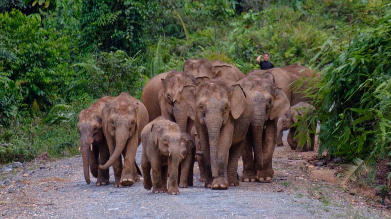 One of the Big Five Bornean Pigmy Elephant in Deramakot