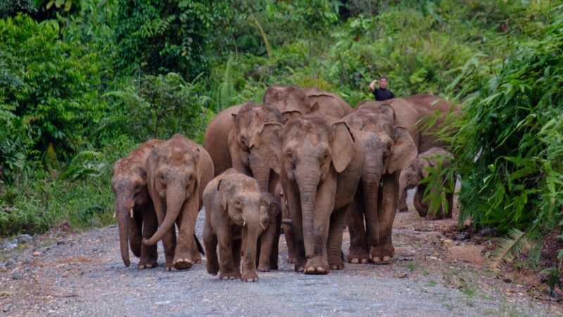 One of the Big Five Bornean Pigmy Elephant in Deramakot
