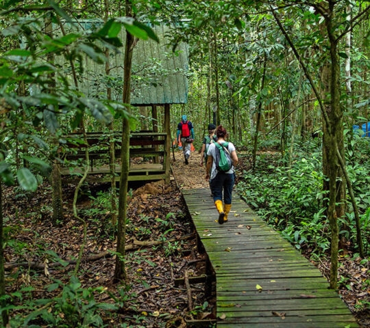 People walking on a wooden forest path surrounded by dense tropical foliage on luxury Borneo trips.