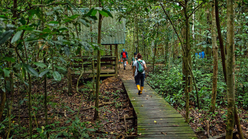 People walking on a wooden forest path surrounded by dense tropical foliage on luxury Borneo trips.