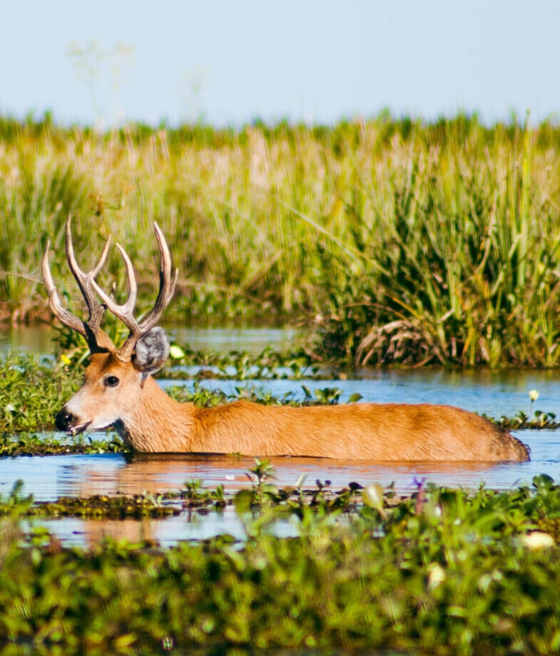 The wildlife of the Esteros del Iberá wetlands in Argentina and Six Senses Douro Valley in Portugal