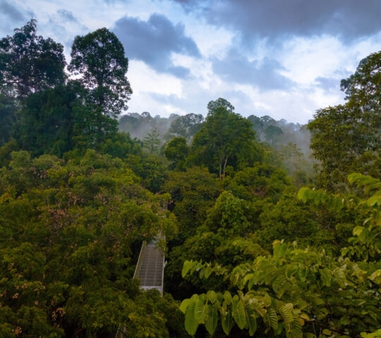 Rainforest view from the Canopy Walk Tower In Sepilok, Borneo
