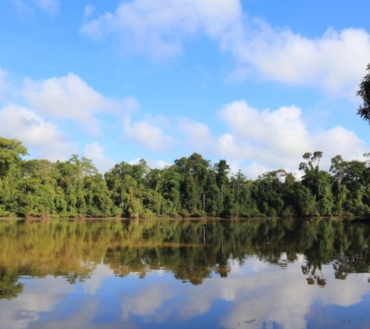 Kinabatangan River oxbow lake in Malaysia