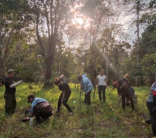 Plantin trees community