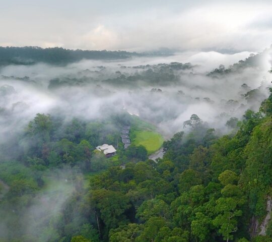 Borneo rainforest mist