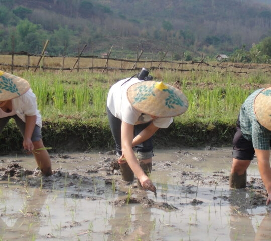 Rice Experience with locals