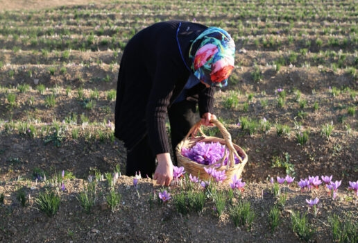 A hawskbill turtle nesting on a beach at the Seychelles, elephants in Sabi Sands, harvesting saffron in Morocco