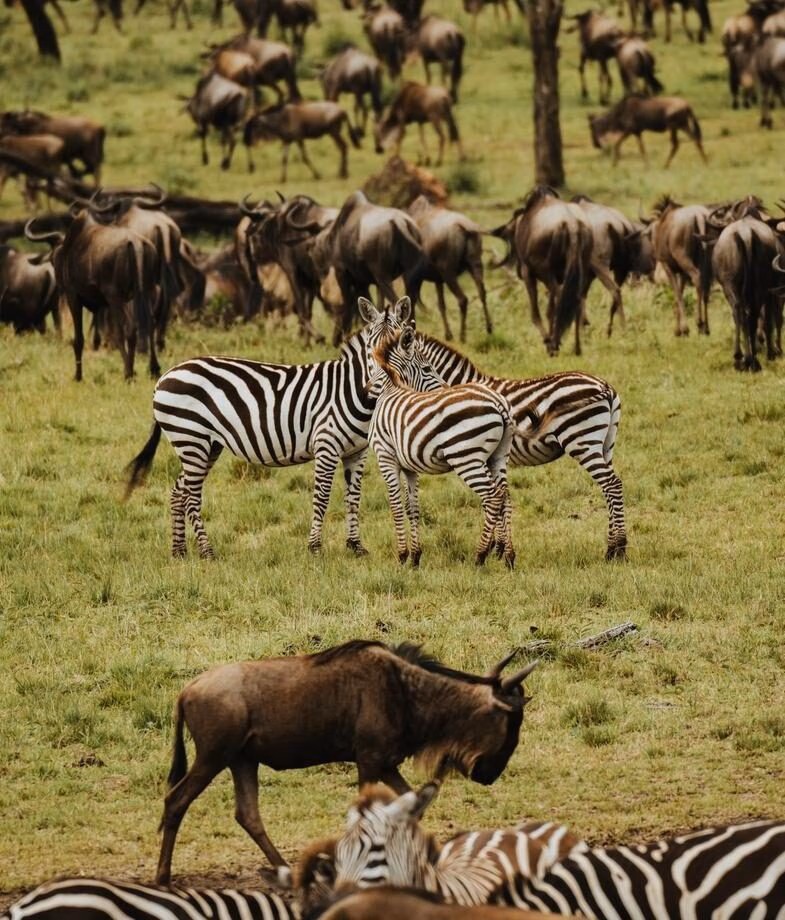 The spectacular wildebeest and zebra calving season in Tanzania and Botswana's Kalahari bursting with new colour after the summer rains.