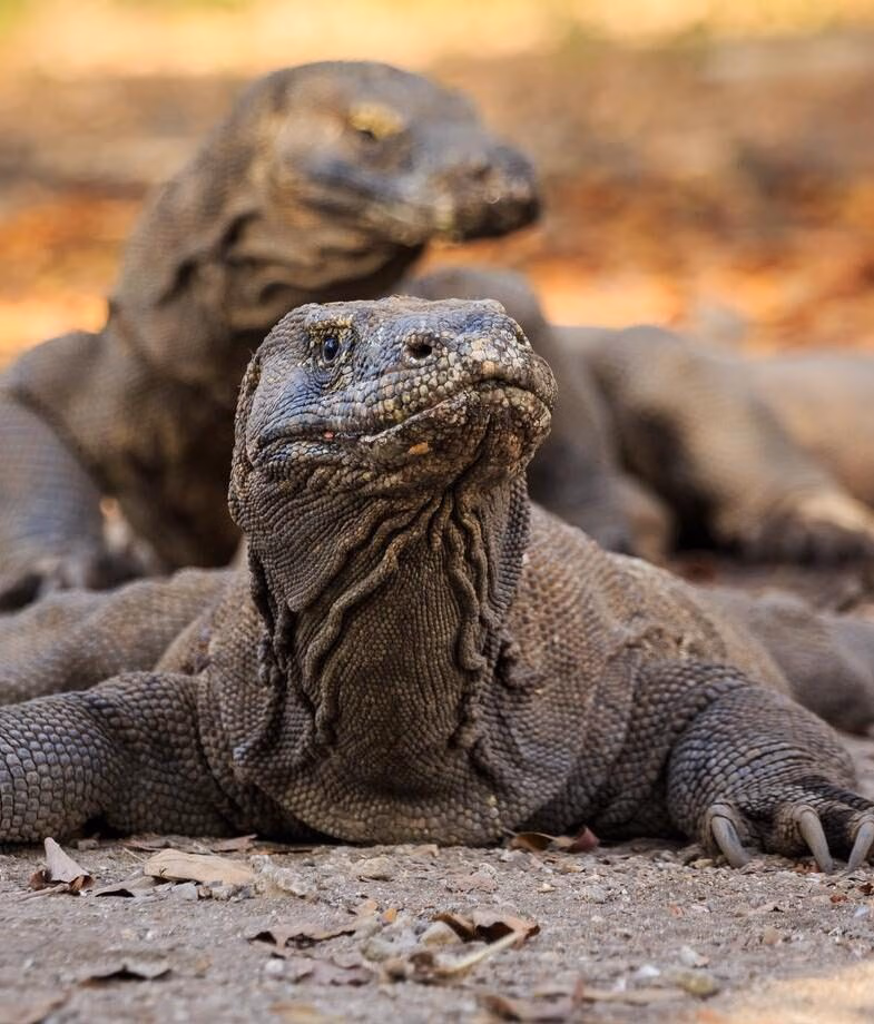 Komodo dragons roaming the islands of Indonesia and white sands with turquoise waters along Vietnam’s Nha Trang coast.