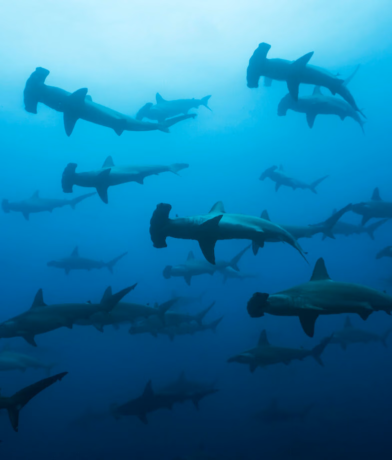 A school of scalloped hammerhead sharks gliding through the deep blue waters off Darwin and Wolf Islands and a Galapagos sea lion resting on volcanic sands beneath the rugged coastal cliffs.