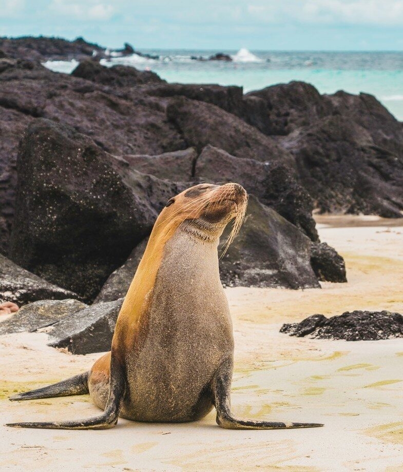A school of scalloped hammerhead sharks gliding through the deep blue waters off Darwin and Wolf Islands and a Galapagos sea lion resting on volcanic sands beneath the rugged coastal cliffs.