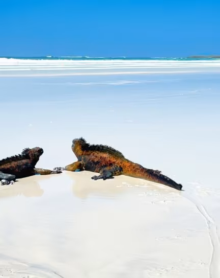 A Guide to the Wildlife of the Galápagos Islands