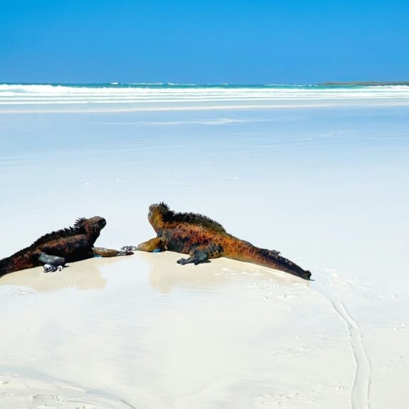 A Guide to the Wildlife of the Galápagos Islands thumbnail