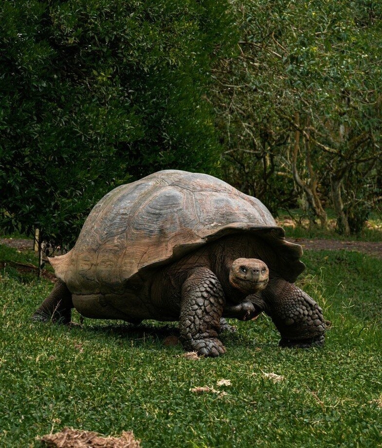 One of the Galapagos giant tortoises you can meet in the lush highlands of Santa Cruz Island and a lava lizard basking on sun-warmed volcanic rocks displaying its vivid orange hues.