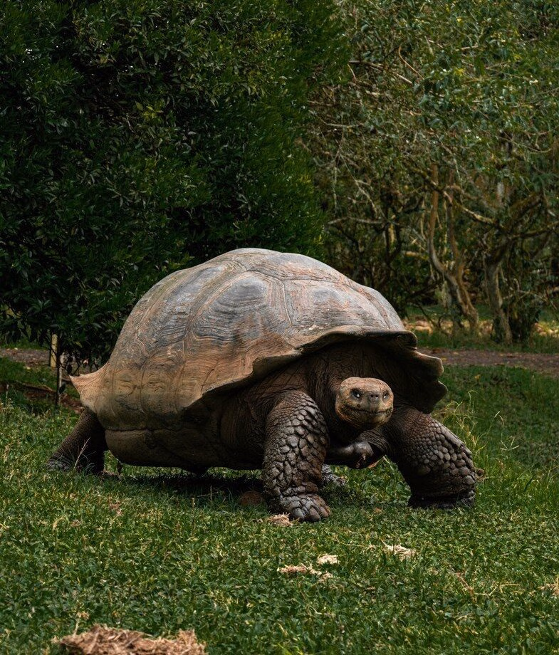 A Galapagos giant tortoise roaming the lush highlands of Santa Cruz Island