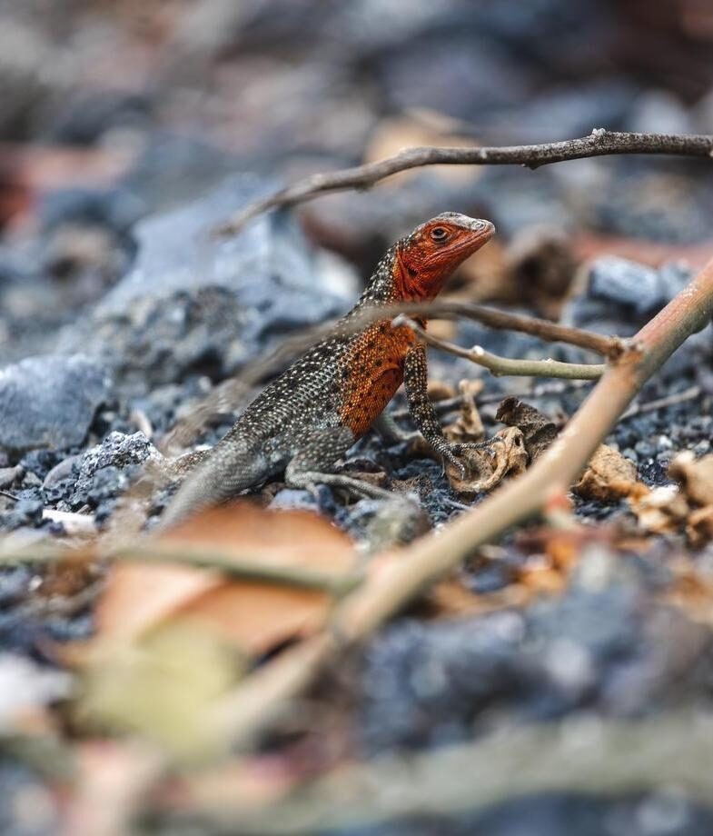 One of the Galapagos giant tortoises you can meet in the lush highlands of Santa Cruz Island and a lava lizard basking on sun-warmed volcanic rocks displaying its vivid orange hues.