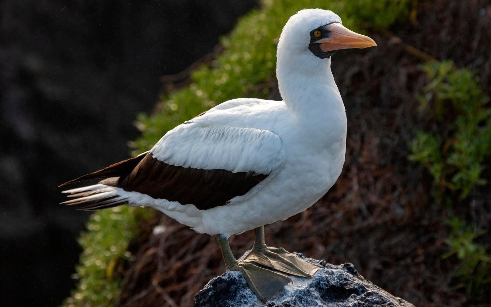 A Nazca booby perched on a coastal cliff with its bright orange beak and grey feet.