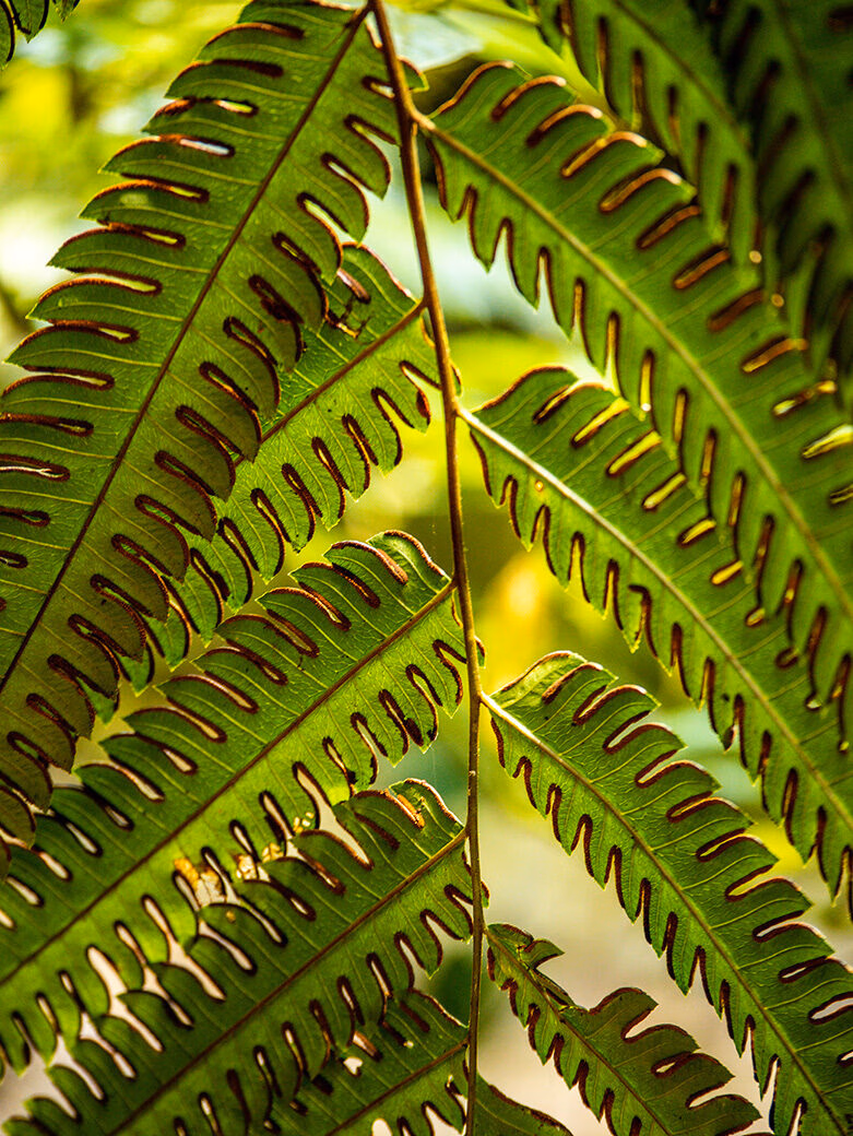 Close-up of green fern leaves showing detail for a positive impact.