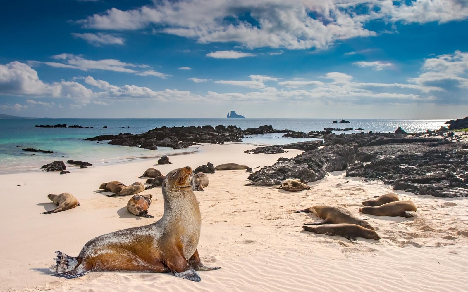 Playful sea lions basking on the white sands of the Galápagos Islands.