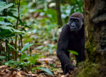 Republic of the Congo thumbnail