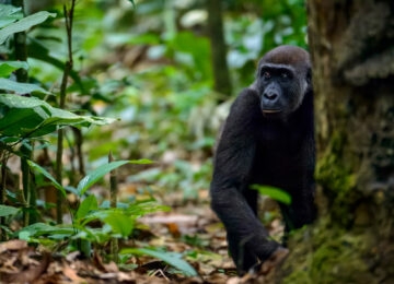 Republic of Congo thumbnail