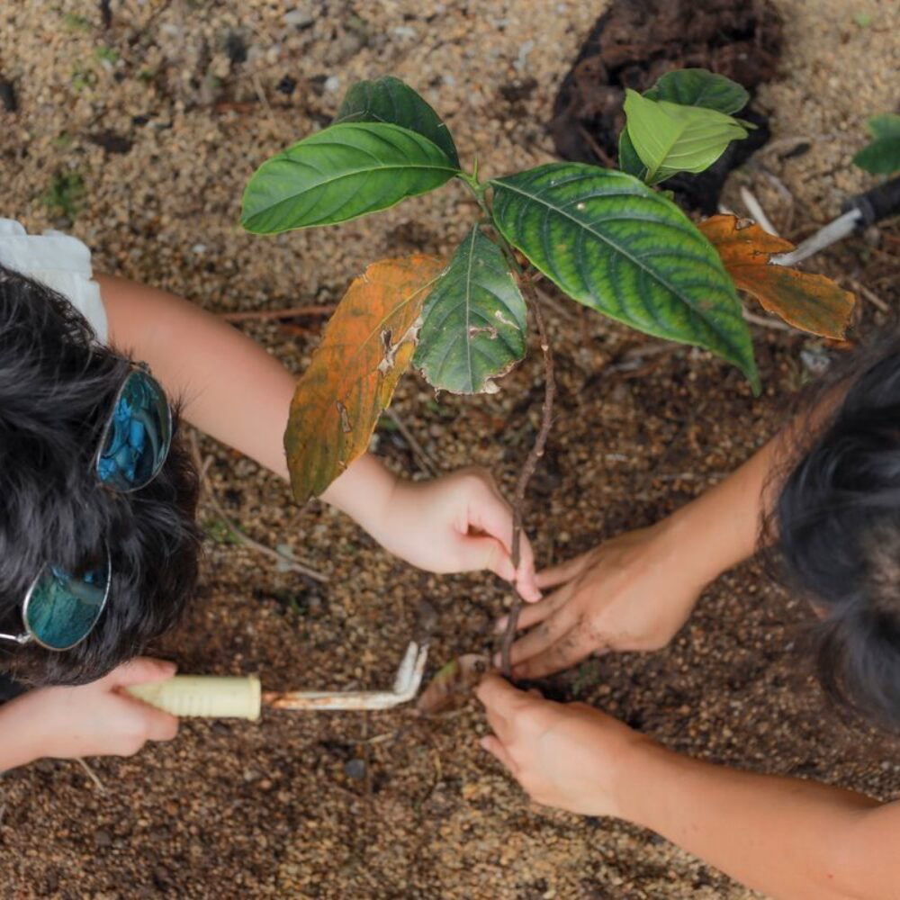 Two people planting a tree at Six Senses Ninh Van Bay
